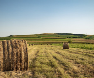 pexels-vlad-chețan-2600222