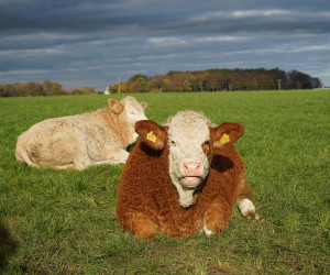 free-photo-of-cows-lying-in-green-pasture-2