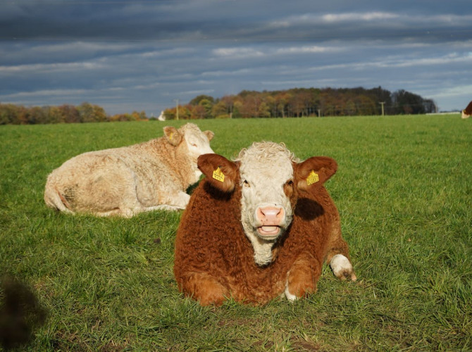 free-photo-of-cows-lying-in-green-pasture-2